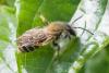 Andrena sp.
